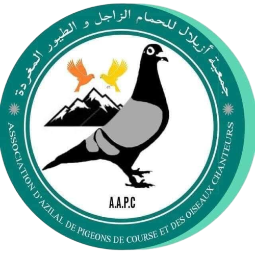 ASSOCIATION D'AZILAL DE PIGEONS DE COURSE ET DES OISEAUX CHANTEURS