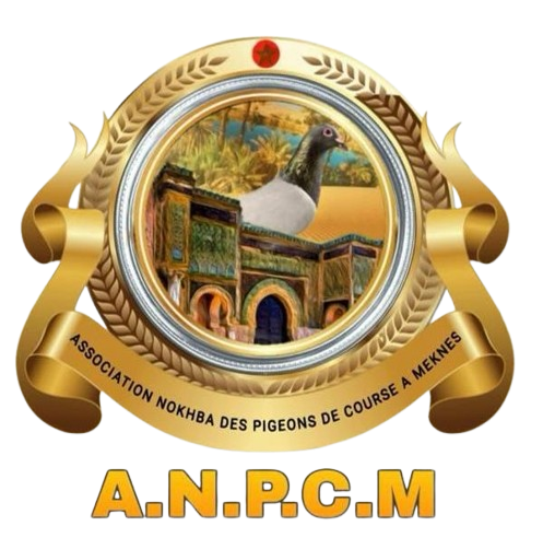 Association Nokhba des Pigeons de Course à Meknès