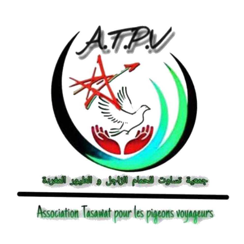 Association tasawat pour les pigeons voyageurs