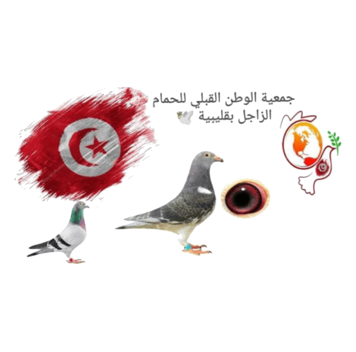 جمعية الوطن القبلي للحمام الزاجل بقليبية