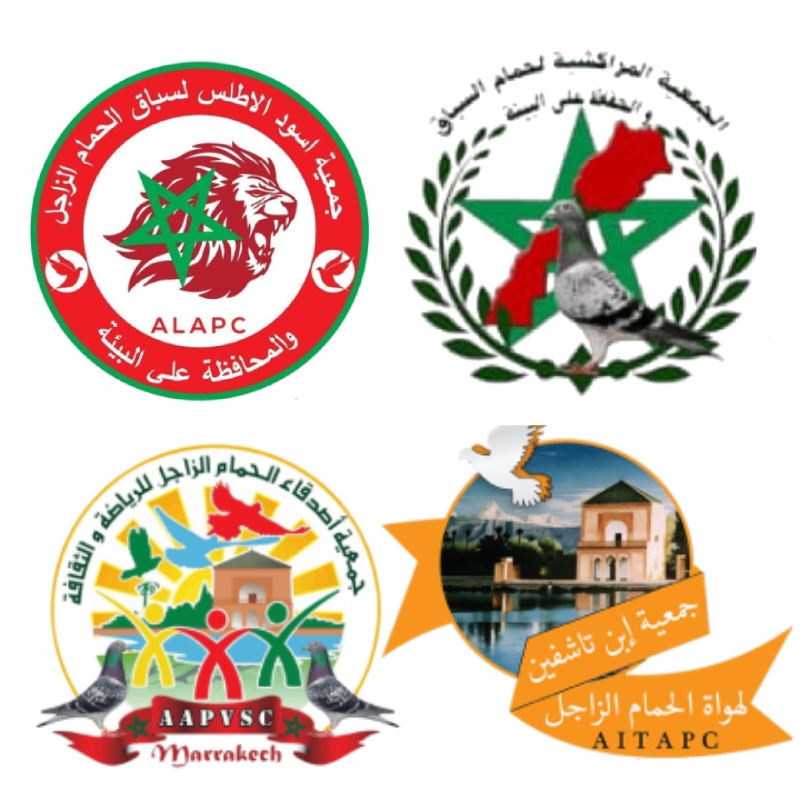 التجمع المراكشي للحمام الزاجل